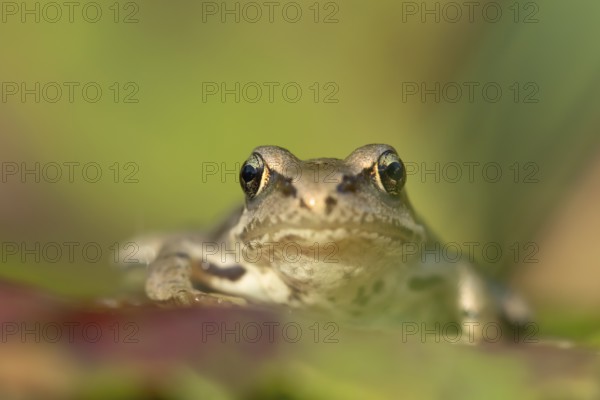 Common frog (Rana temporaria) juvenile baby amphibian resting on a fallen tree leaf in a garden in autumn, England, United Kingdom, Europe