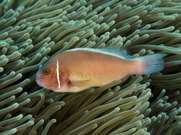 A pink-coloured fish, collar anemonefish (Amphiprion perideraion), swimming in a sea anemone in the tropical sea, dive site Toyapakeh, Nusa Ceningan, Nusa Penida, Bali, Indonesia, Asia