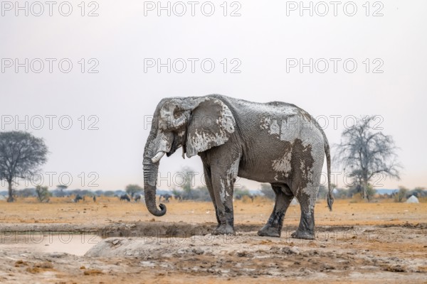 African elephant (Loxodonta africana), adult male, drinking at a waterhole, Nxai Pan National Park, Botswana, Africa