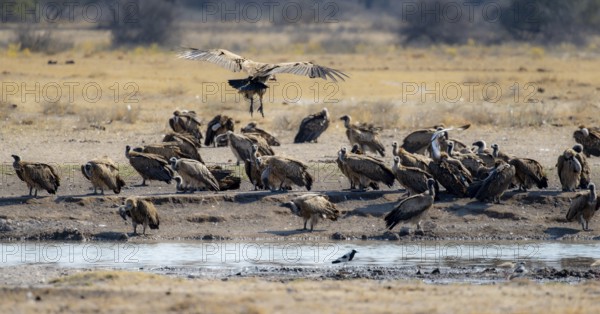 White-backed vulture (Gyps africanus), group at the waterhole, Khama Rhino Sanctuary, Botswana, Africa