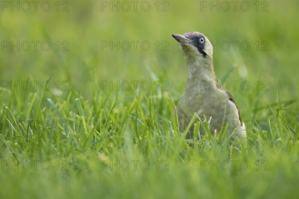 Green woodpecker (Picus viridis), young bird foraging in meadow, Rosensteinpark, Stuttgart, Baden-Württemberg, Germany, Europe