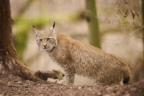 Eurasian lynx (Lynx lynx) walking through a forest, Bavaria, Germany, Europe