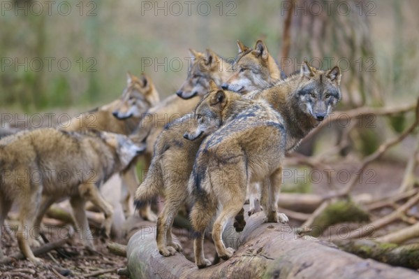 Wolf (Canis lupus), pack of wolves moving together through a dense forest, surrounded by trees and natural environment, Germany, Europe