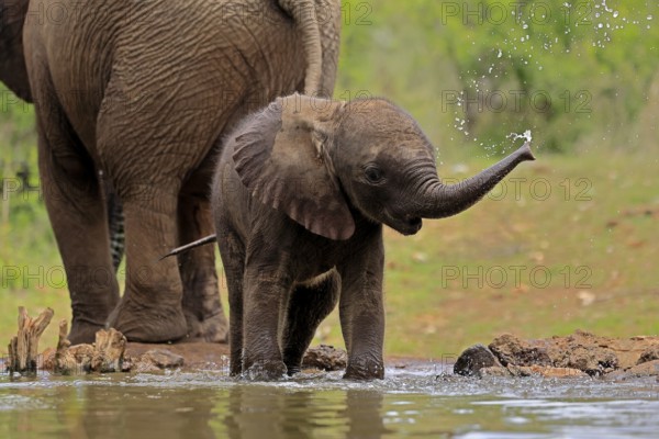 African elephant (Loxodonta africana), young animal, calf, baby elephant, mother, young animal with mother, at the water, drinking, Kruger National Park, Kruger National Park, South Africa, Africa