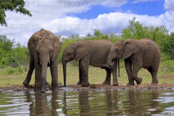 African elephant (Loxodonta africana), three young animals, at the water, drinking, group, Kruger National Park, Kruger National Park, South Africa, Africa