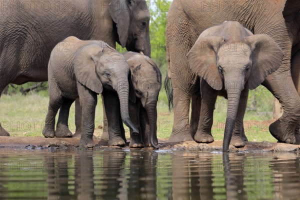 African elephant (Loxodonta africana), three young animals, at the water, drinking, group, Kruger National Park, Kruger National Park, South Africa, Africa