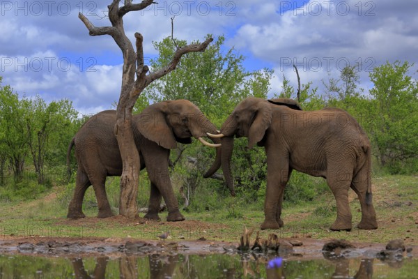 African elephant (Loxodonta africana), adult, male, two bulls, fighting, wrestling, at the water, Kruger National Park, Kruger National Park, South Africa, Africa