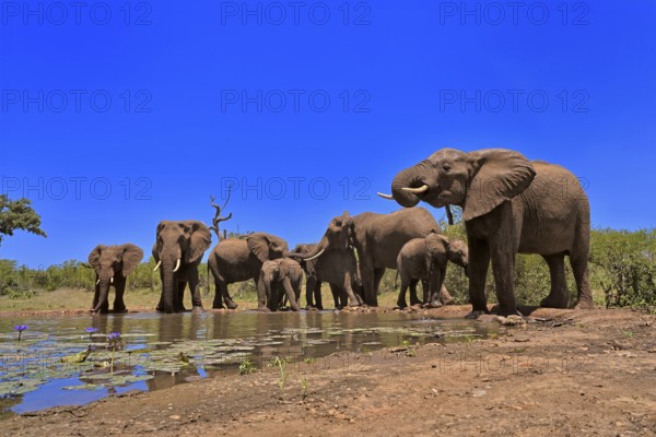 African elephant (Loxodonta africana), adult, juvenile, group, herd, at the water, drinking, Kruger National Park, Kruger National Park, South Africa, Africa