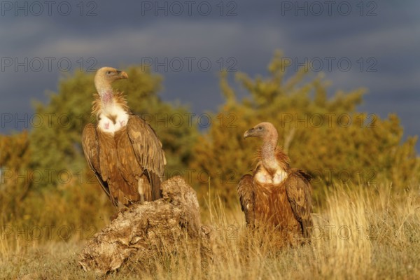 Two griffon vultures (Gyps fulvus), portrait, Pyrenees, Catalonia, Spain, Europe