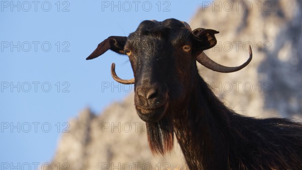 A goat with horns and beard stands at attention against a rocky background, sheep (e) or goat (n), ovis, caprae, Crete, Greek Islands, Greece, Europe