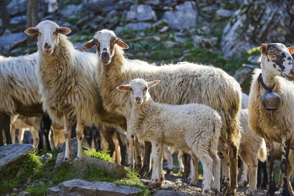 Flock of sheep with lamb between rocks on pastureland, sheep (e) or goat (n), ovis, caprae, Crete, Greek Islands, Greece, Europe