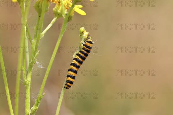St. Jacob's weed bear or blood bear (Tyria jacobaeae), butterfly caterpillar, moth, family Arctiidae, caterpillar, feeds on St. Jacob's weed (Senecio jacobaea), Cochem, Moselle, Rhineland-Palatinate, Germany, Europe