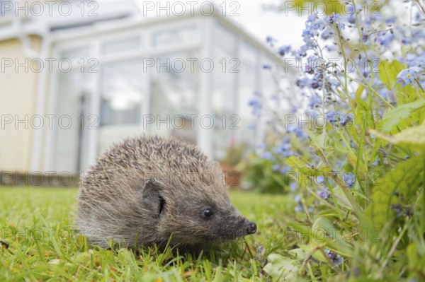 European hedgehog (Erinaceus europaeus) adult animal on an urban garden grass lawn in the spring with a house in the background, England, United Kingdom, Europe