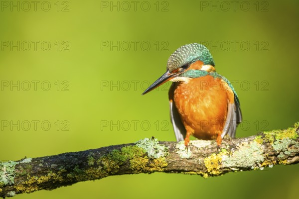 Common kingfisher (Alcedo atthis) sitting on a branch with autumncolours, wildife, Catalonia, Spain, Europe