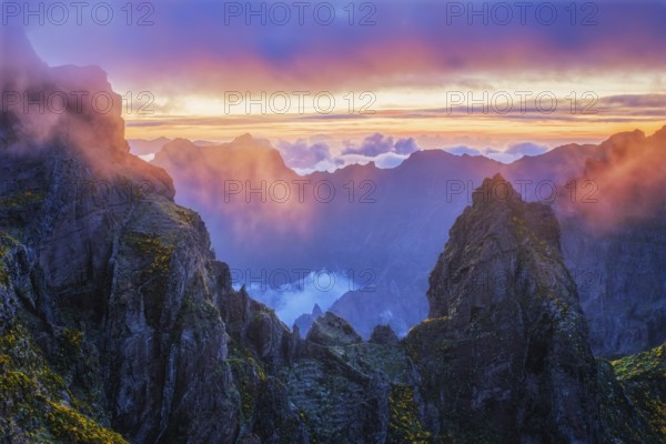 Mountains on sunset covered in fog and clouds with blooming Cytisus shrubs. Near Pico de Arieiro, Madeira island, Portugal, Europe