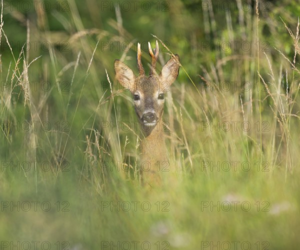 Roe deer (Capreolus capreolus), roebuck standing in a meadow and looking attentively, wildlife, Thuringia, Germany, Europe
