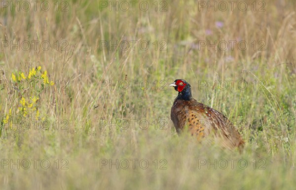 Pheasant (Phasianus colchicus), male standing in a meadow, Thuringia, Germany, Europe