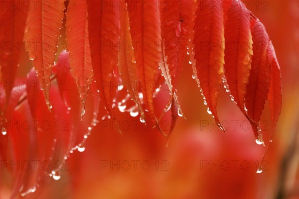 Vinegar tree after rain in autumn, Germany, Europe