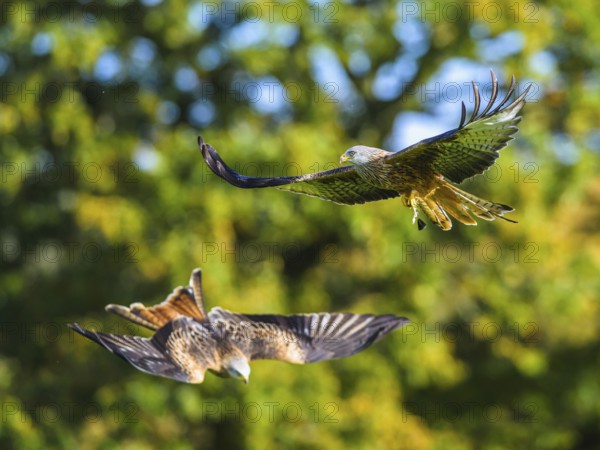 Red Kite, Milvus milvus, bird in flight
