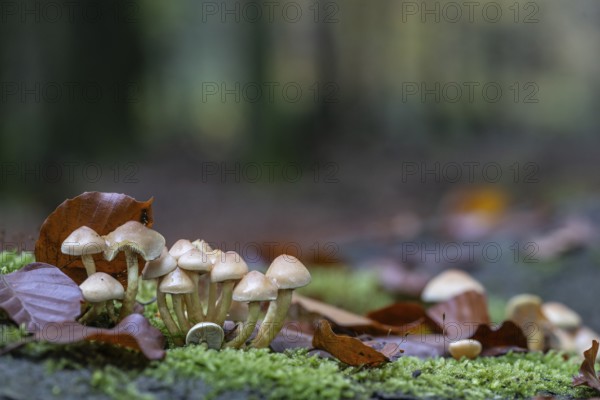 Sulphur tuft (Hypholoma fasciculare), Emsland, Lower Saxony, Germany, Europe