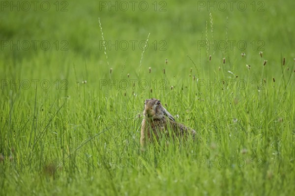 European hare (Lepus europaeus) in a meadow, Chiemgau, Bavaria, Germany, Europe