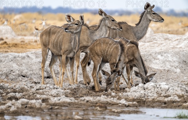 Greater kudu (Tragelaphus strepsiceros), group, adult females and two juvenile males, drinking at a waterhole, Nxai Pan National Park, Botswana, Africa