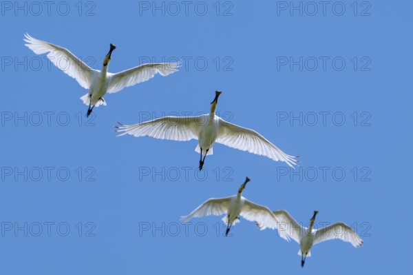 Four Eurasian spoonbills, common spoonbill (Platalea leucorodia) flock in flight against blue sky in summer