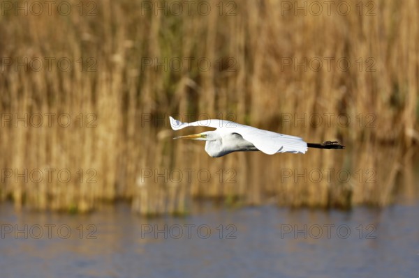 Great White Egret (Ardea alba) in flight over the water in front of a reed edge in the morning light, Flusslandschaft Peenetal nature park Park, Mecklenburg-Western Pomerania, Germany, Europe