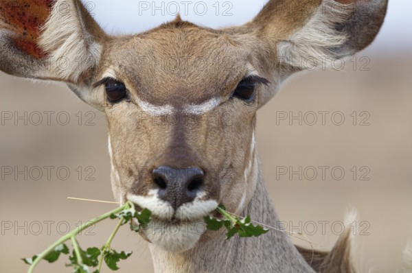 Greater kudu (Tragelaphus strepsiceros), adult female feeding on plants, looking at camera, head close-up, animal portrait, Kruger National Park, South Africa, Afr, Africa