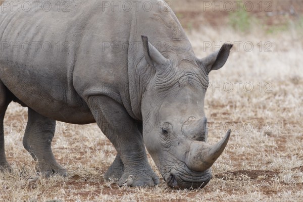 Southern white rhinoceros (Ceratotherium simum simum), adult male feeding on dry grass, foraging, Kruger National Park, South Africa, Africa