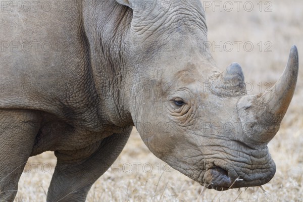 Southern white rhinoceros (Ceratotherium simum simum), adult male feeding on dry grass, head close-up, animal portrait, Kruger National Park, South Africa, Africa