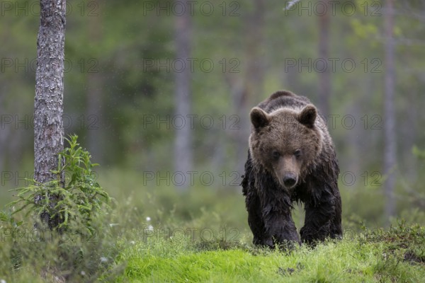 Brown bear (Ursus arctos) in the Finnish taiga, Kuusamo, Finland, Europe