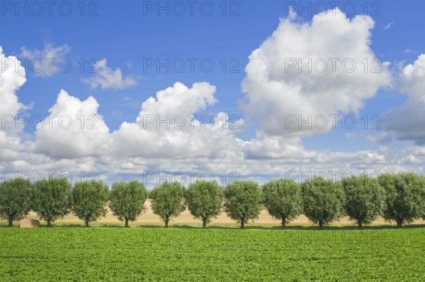 Row of white willows (Salix alba) trees lining country road, dirt road along field on a cloudy day in summer