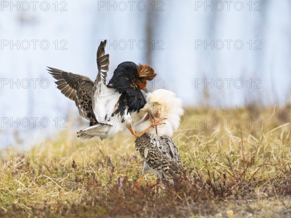 Ruff (Calidris pugnax) two males in breeding plumage at lek, fighting over female, Pokka, Finnish Lapland