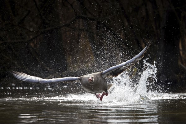 Greylag goose, graylag goose (Anser anser) taking off from water surface of lake