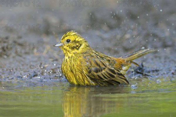 Yellowhammer (Emberiza citrinella) male bathing in shallow water from pond, rivulet in summer