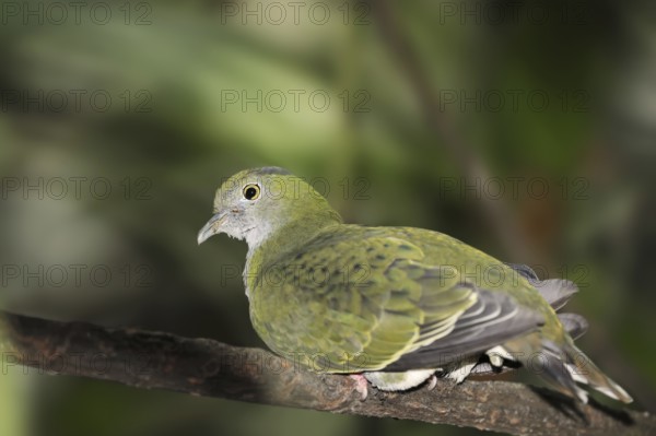 Superb fruit dove (Ptilinopus superbus), female, captive, occurring in Asia and Australia