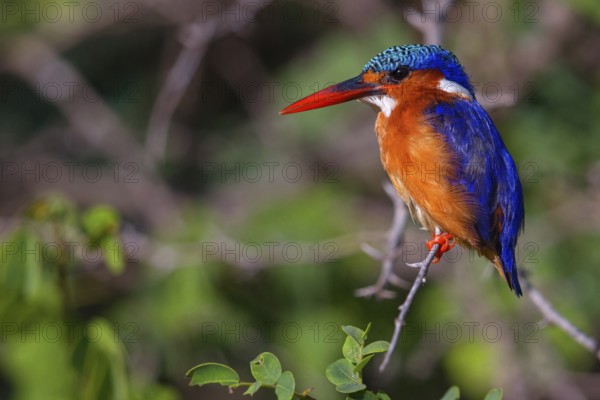 Crested Kingfisher, Corythohrnis cristatus, (Alcedo cristata), Kingfisher family, Malachite Kingfisher, Janjabureh boat trip, Janjabureh, South Bank, Gambia, Africa