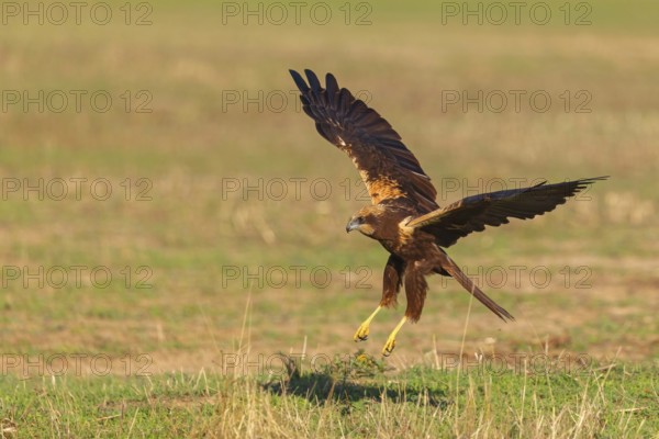 Western marsh-harrier (Circus aeruginosus), Hides de El Taray / Raptor Hide, Villafranca de los Caballeros, Castilla La Mancha / Toledo, Spain, Europe