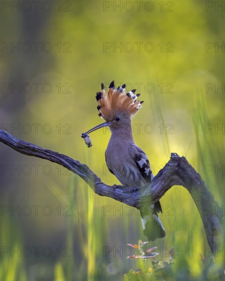 Hoopoe (Upupa epops) Bird of the Year 2022, with beetle larva as prey, raised bonnet, sunrise, golden hour, backlight, Middle Elbe Biosphere Reserve, Saxony-Anhalt, Germany, Europe