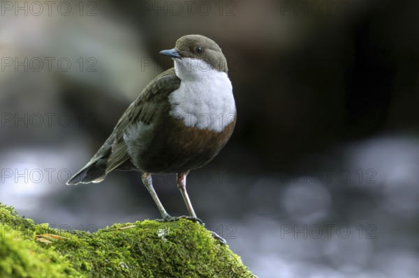 White-throated dipper, Central European dipper (Cinclus cinclus aquaticus) resting on rock covered in moss in stream, river