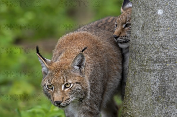 Close-up of two Eurasian lynxes (Lynx lynx) hunting in forest