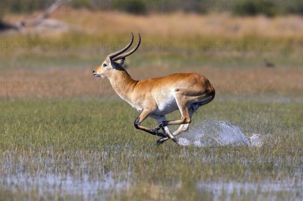 Red hartebeest, Africa, Botswana, (Kobus leche), Okovango Delta, Africa