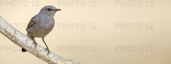 Blackstart, (Cercomela melanura), Grey Chat, Ayn Hamran, Salalah, Dhofar, Oman, Asia