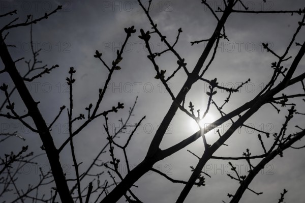 Buds on a tree can be seen in the sunshine. According to weather forecasts, highs of around 22 degrees are expected at Easter. Berlin, 27.03.2024