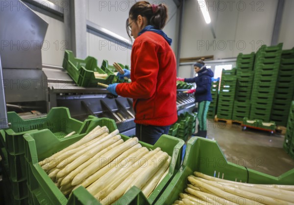 Wesel, North Rhine-Westphalia, Germany, harvest workers from Eastern Europe wash and sort the asparagus, here at a press event to mark the opening of the asparagus season at the Heinen asparagus and fruit farm, Europe