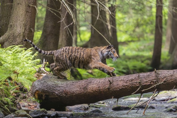 One young female Siberian Tiger, Panthera tigris altaica, crossing a creek deep in a forest over a natural bridge, a fallen tree