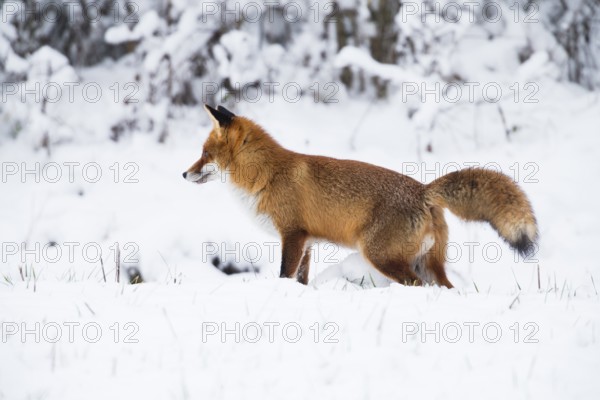 Red fox (Vulpes vulpes), male or dog fox on a snow covered field scent marking its territory, in the winter, Hesse, Germany, Europe
