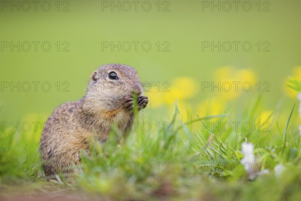 An adult European ground squirrel (Spermophilus citellus) or European souslik sits in green gras next to a flowering Ranunculus and eats something