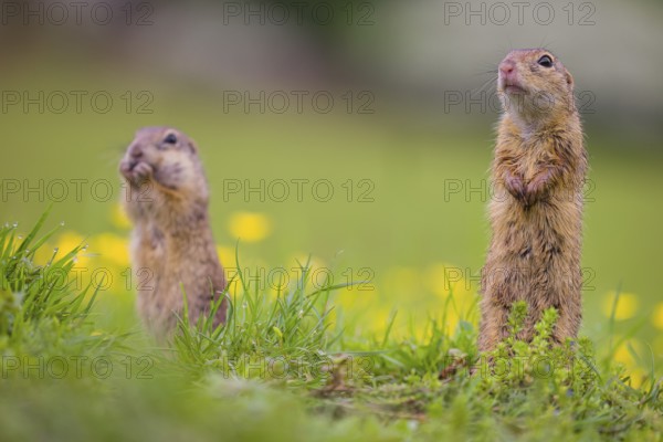 Two adult European ground squirrel (Spermophilus citellus) or European souslik stand tall in green gras next to a flowering Ranunculus